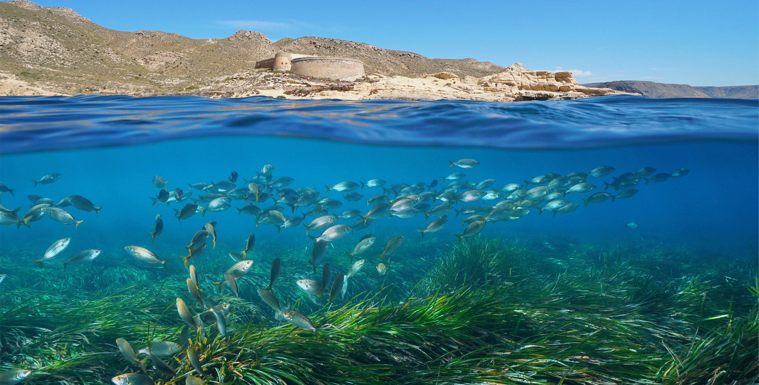 Fondo marino con peces en el litoral levantino. Shutterstock