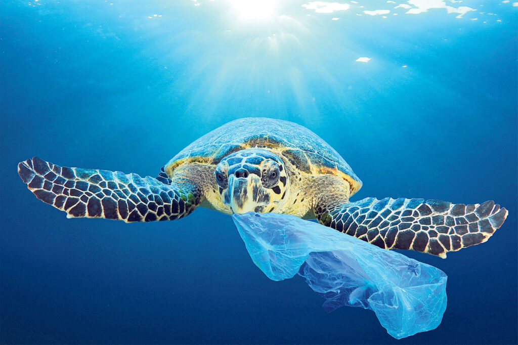 Una tortuga marina arrastra un plástico. Greenpeace