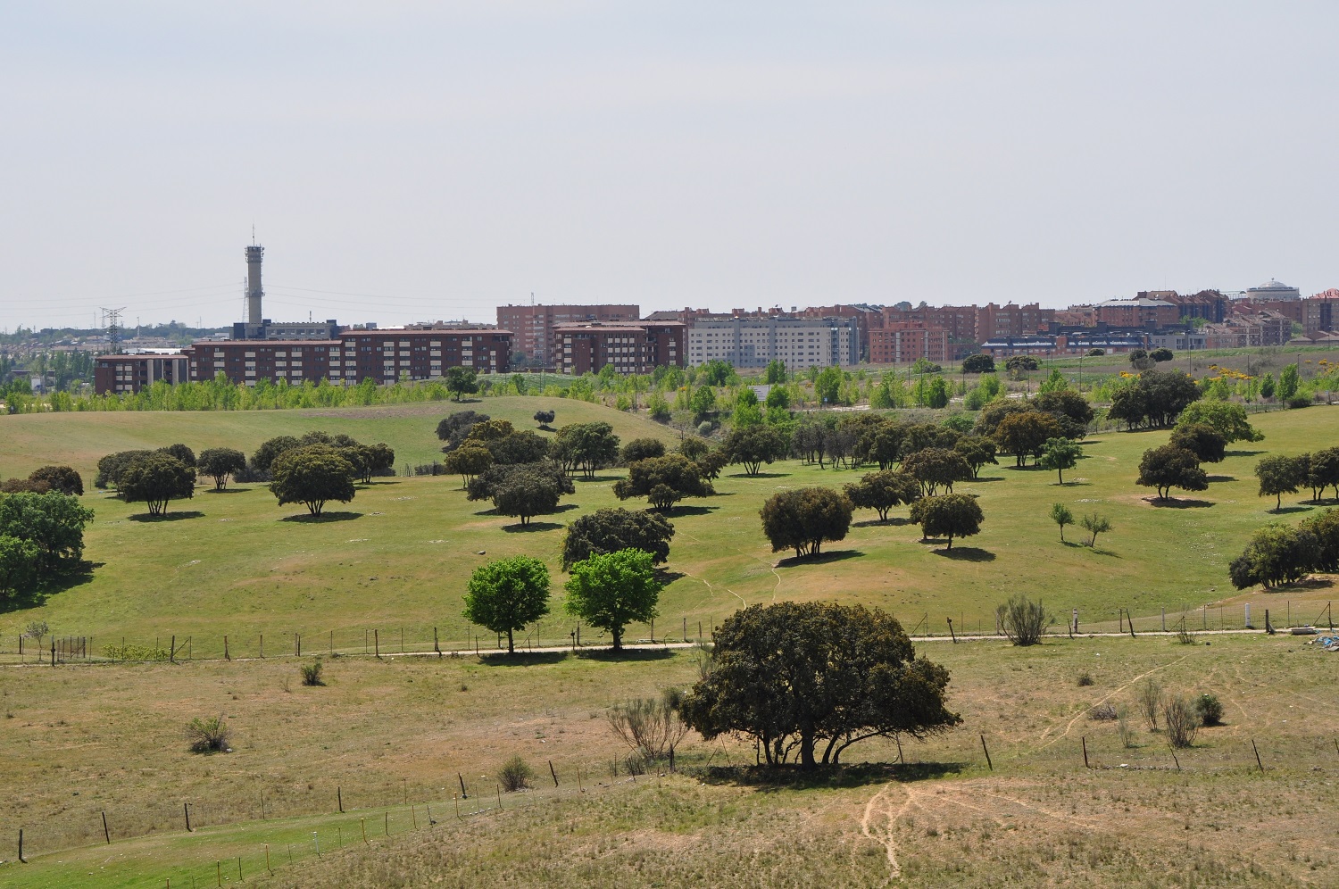 ARBA: plantar árboles autóctonos para reforestar España - Verde y Azul
