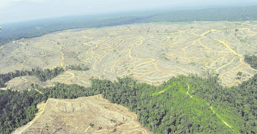  La producción de combustible «bio» arrasa bosques en América e Indonesia. GETTY IMAGES