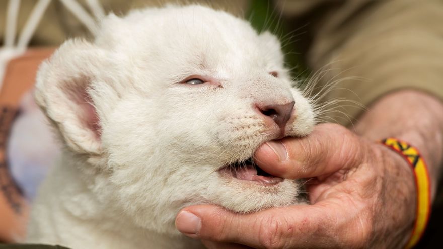 Todo sobre el primer león blanco nacido sano en España - Verde y Azul
