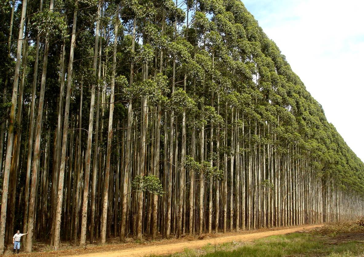 Galicia frena las plantaciones de eucaliptus, el 'árbol-gasolina' - Verde y  Azul