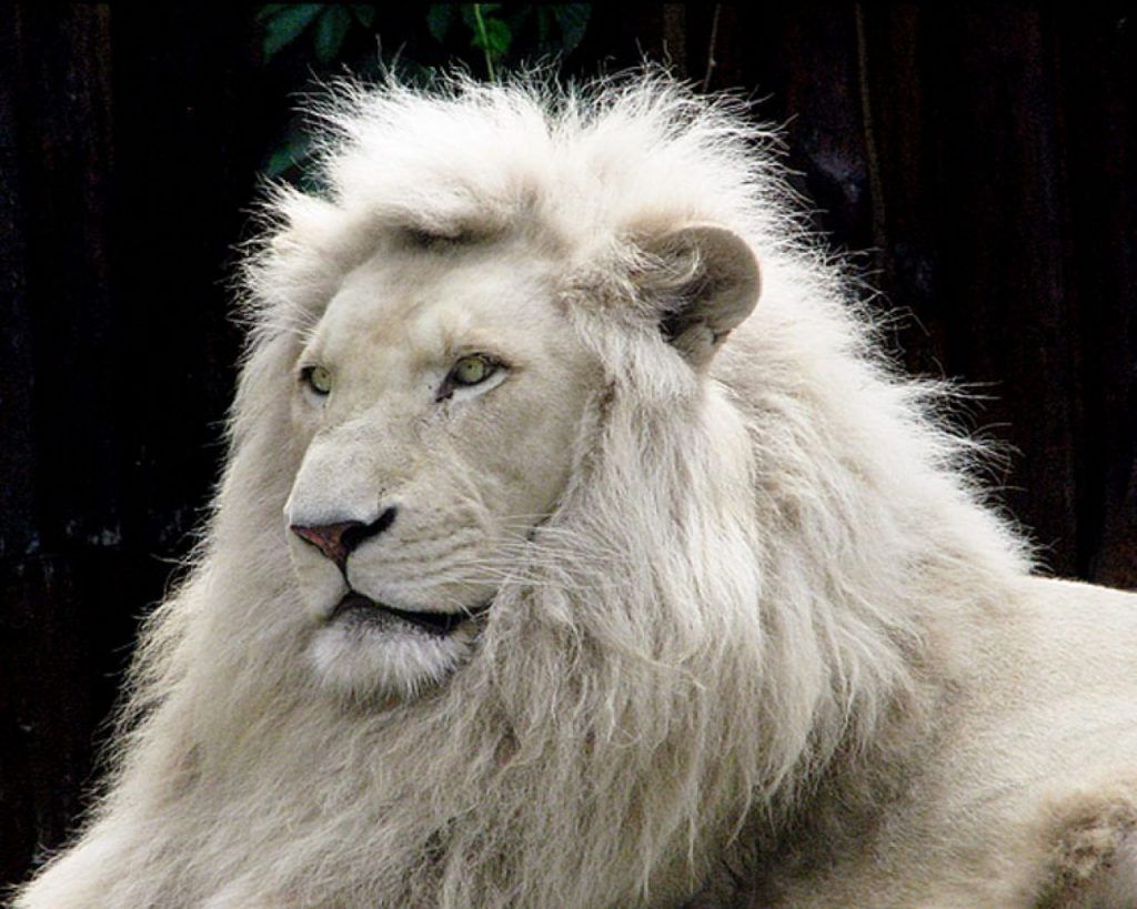 Todo sobre el primer león blanco nacido sano en España - Verde y Azul