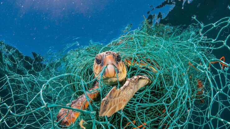 Redes asesinas: una muerte lenta y dolorosa por aparejos de pesca  abandonados - Verde y Azul