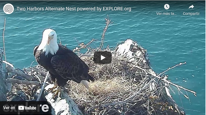 crecimiento Honestidad tribu Quieres ver en directo a un águila en su nido? Cámaras en la naturaleza -  Verde y Azul
