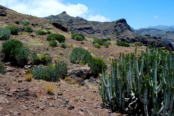 Canarias Impulsa Una Ley De Biodiversidad Para Frenar Las Especies