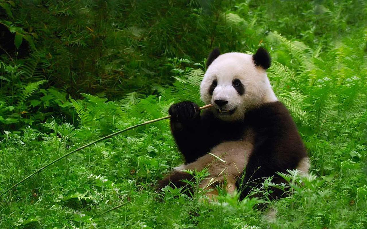 El oso panda se libra de los furtivos, pero ahora lo amenaza el