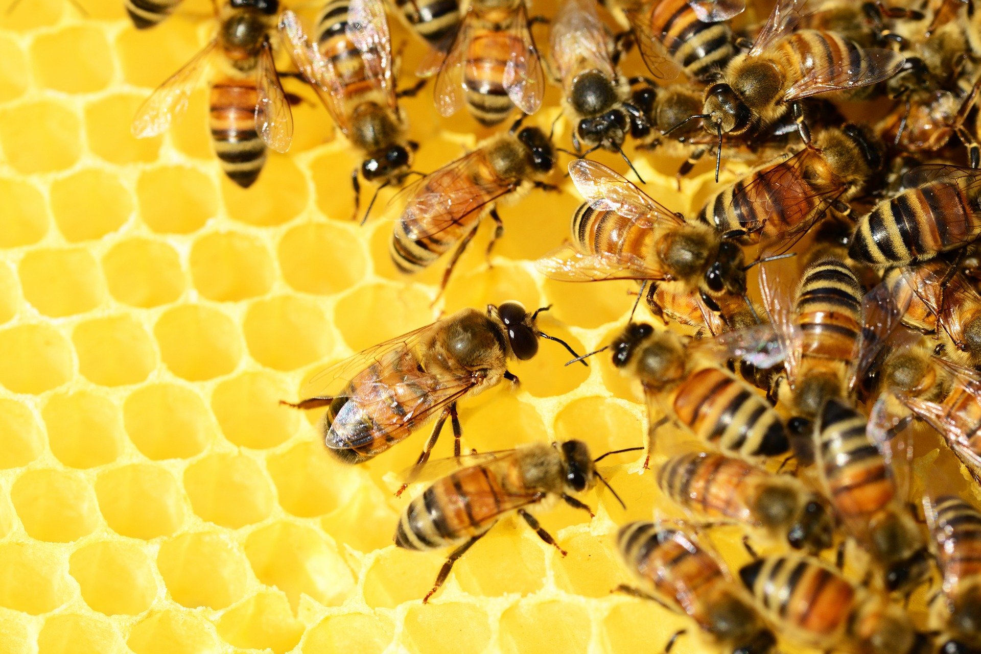 picaduras de abejas