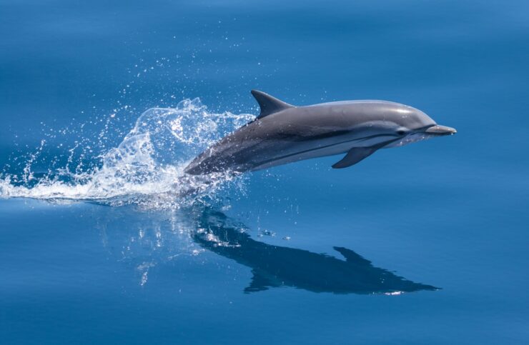 delfines listados mueren