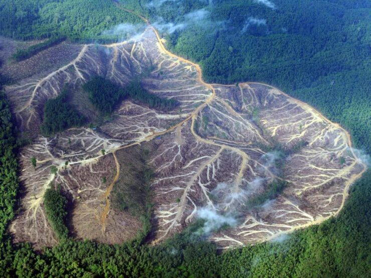 España provoca la deforestación de 32.900 hectáreas de selva al año