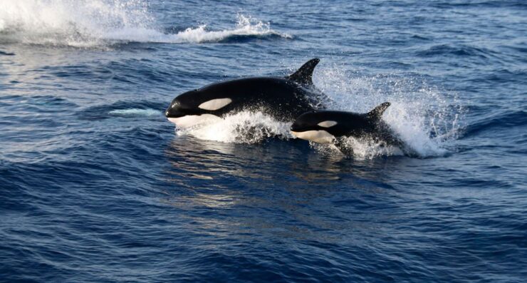 orcas de Gibraltar
