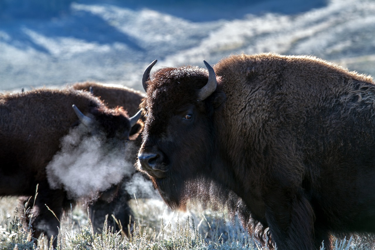 La vuelta de los bisontes a España ayudaría a reducir incendios