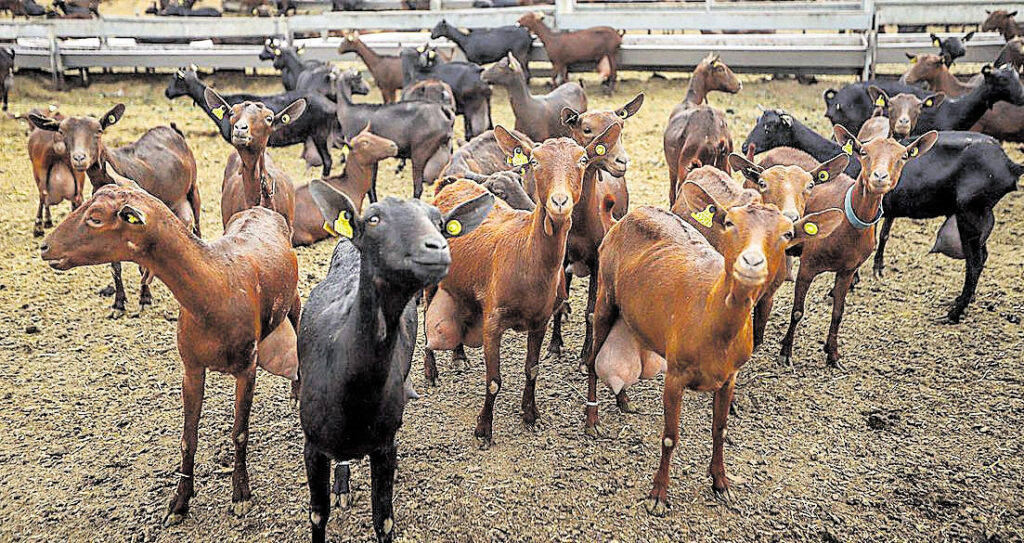 El ganado caprino también está amenazado por el cambio climático.