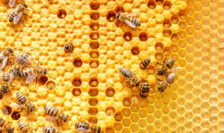 plaguicidas abejas