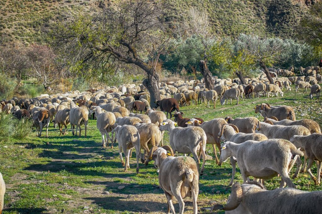 El pastoreo de la ganadería tradicional, arma contra el cambio climático.