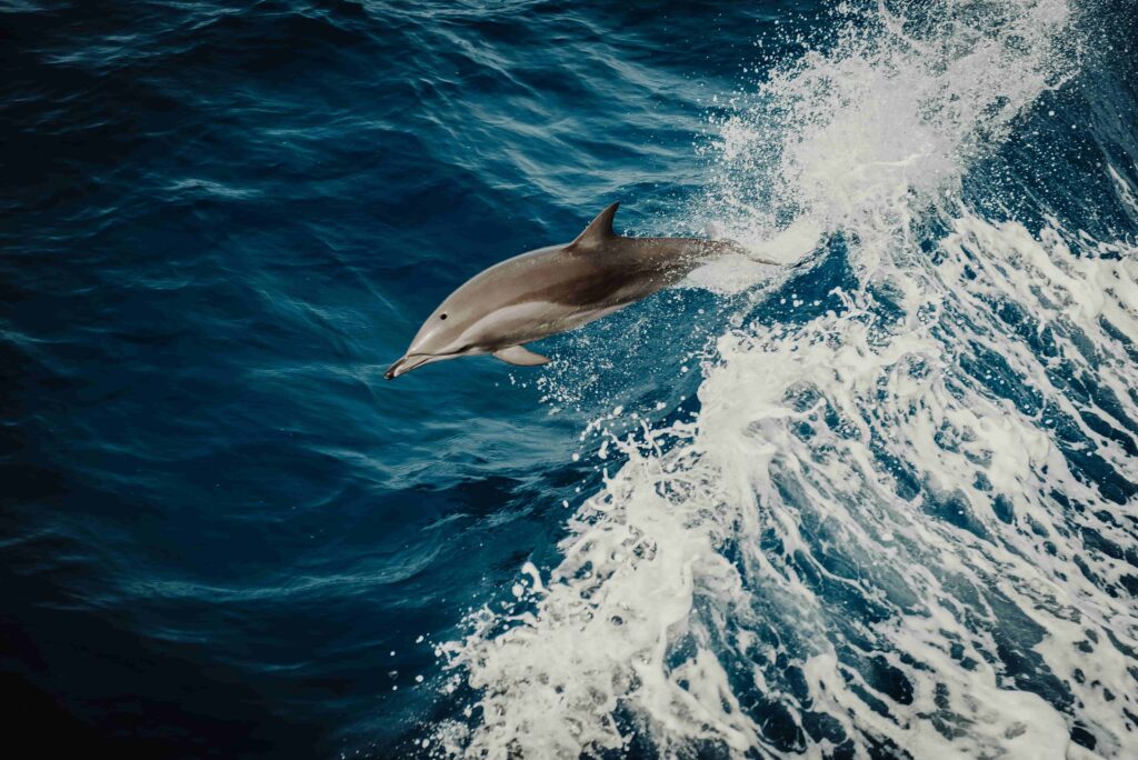 Los delfines se aprenden los ‘nombres’ de sus amigos para formar grupos de cooperación