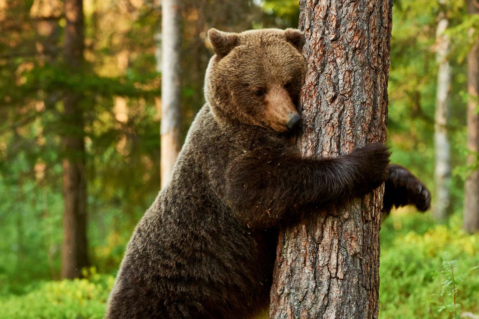 cuenta concierto Yo Los osos se comunican entre sí haciendo marcas en los árboles