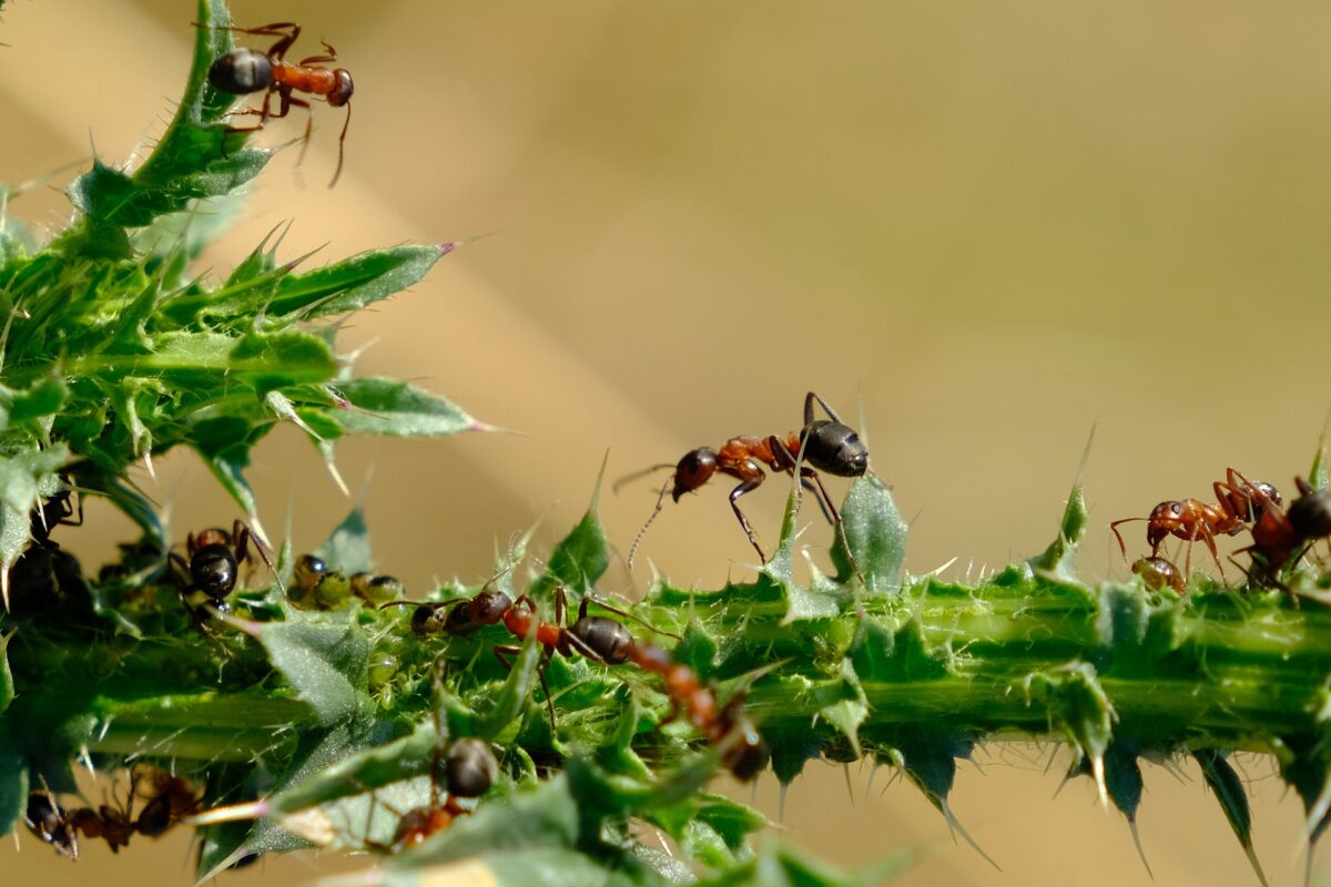 Hormigas y hasta hongos mas sabios que nosotros