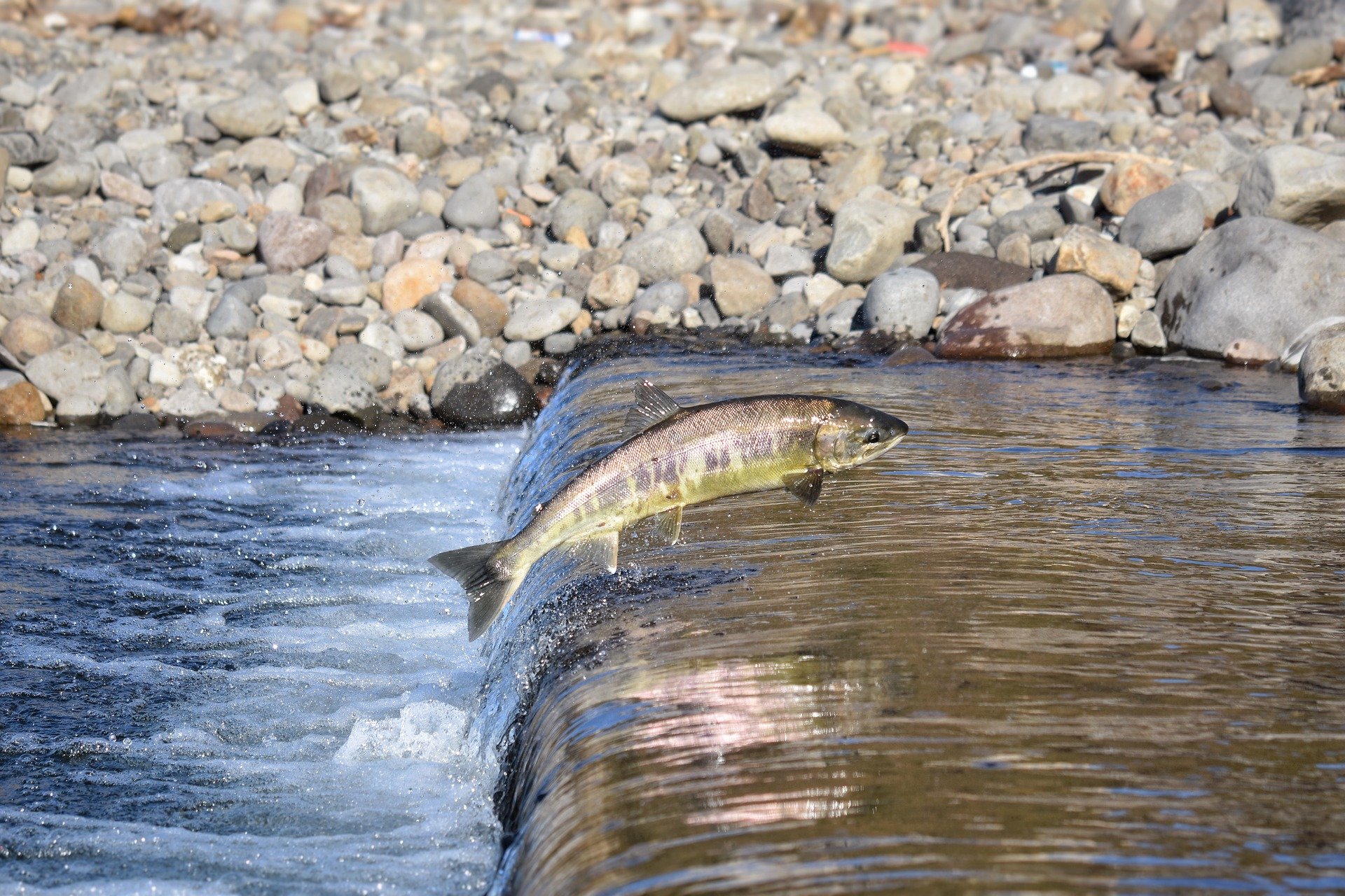 Capilares Cancelar Elaborar Alerta ecologista: “El salmón atlántico, en peligro de extinción en España”