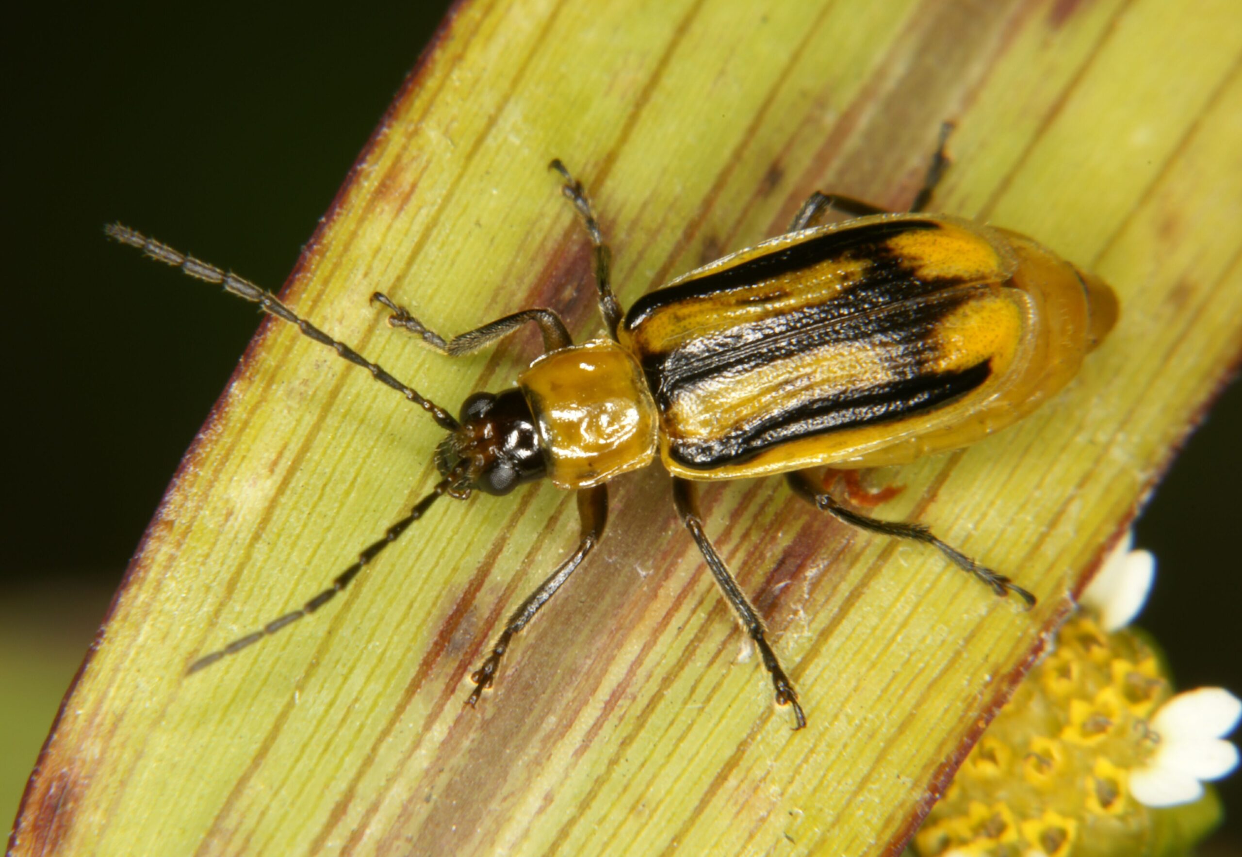 escarabajo maíz