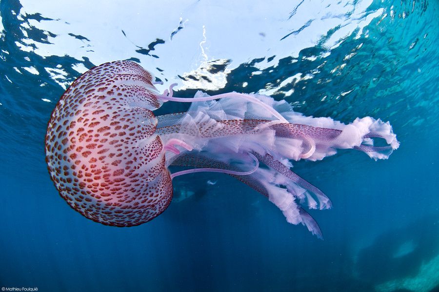 Silvys aprox 10 medusas de fieltro de color morado con ojos movibles de 2,7 x 4,7cm 