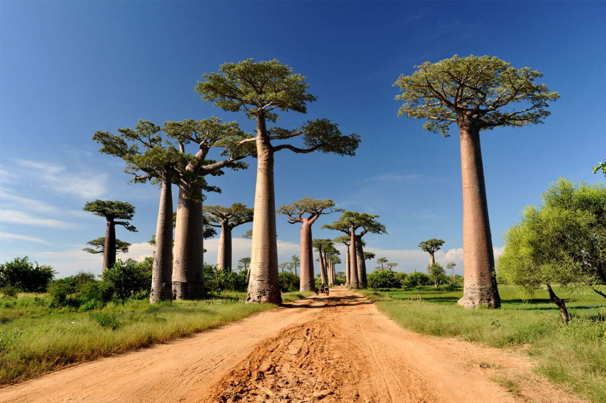 Árboles en Atsinanana, Madagascar