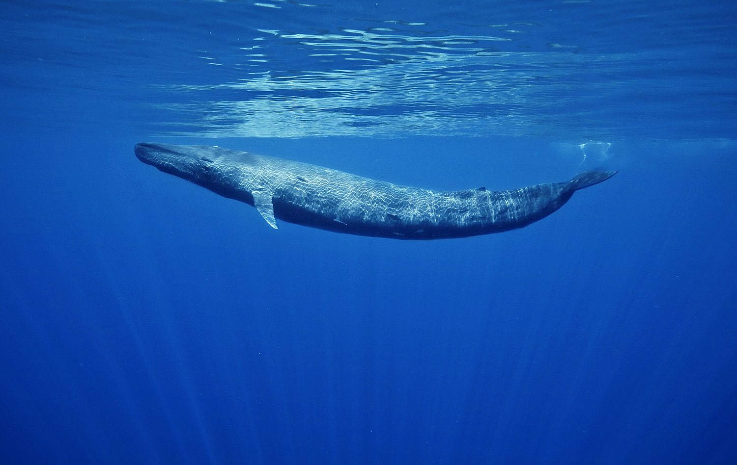 recuperar Admitir Dardos La ballena azul, el animal más grande de la Tierra, regresa a Galicia