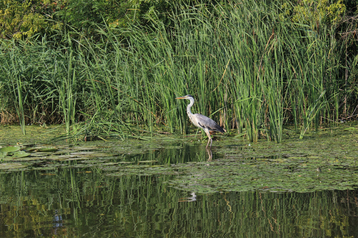 Garza en el parque nacional de los Everglades (EEUU), foto Pixabay