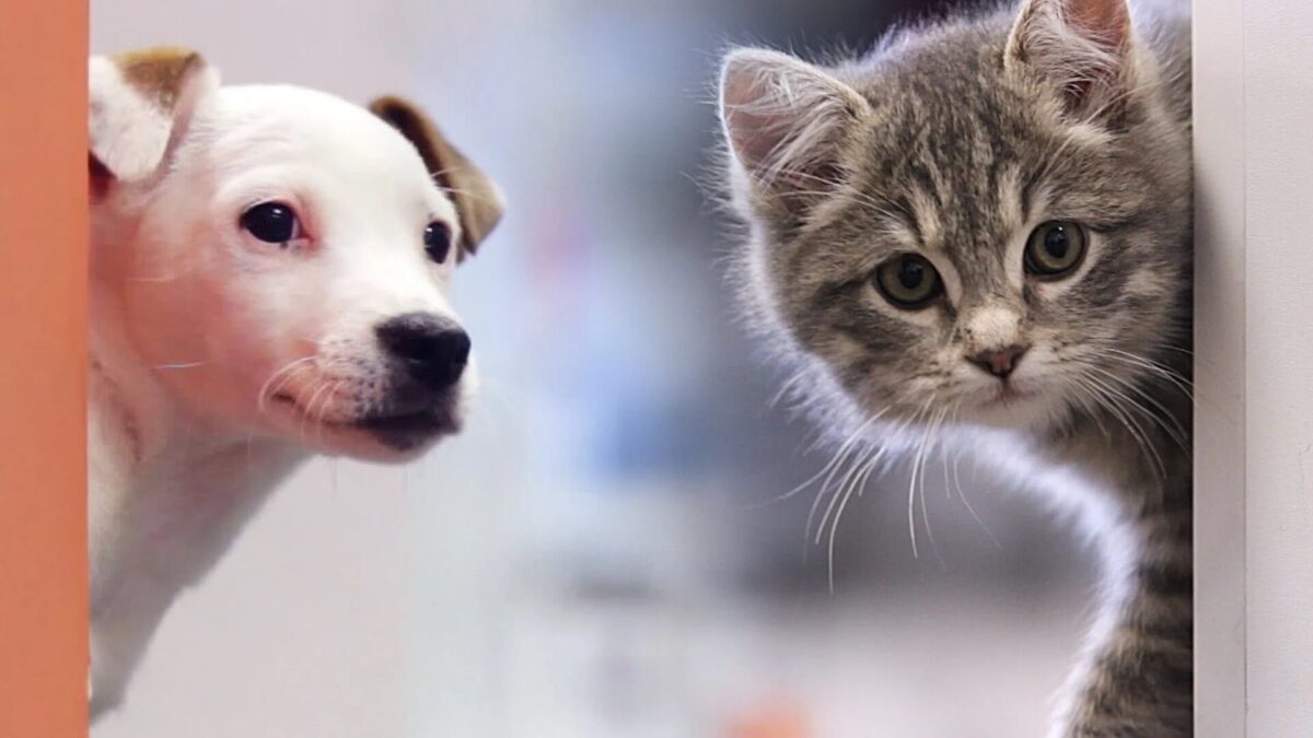 práctica Ingenioso Hassy Las mascotas no se podrán vender en tiendas, según la nueva Ley de  Bienestar Animal