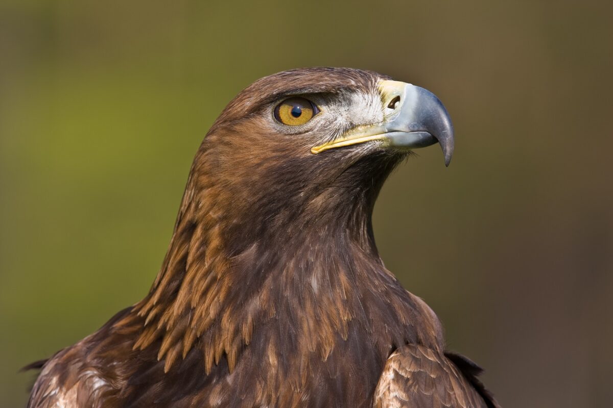 Así es el águila real, la 'reina de los cielos' españoles - Verde y Azul
