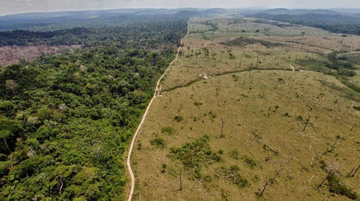 detener deforestación