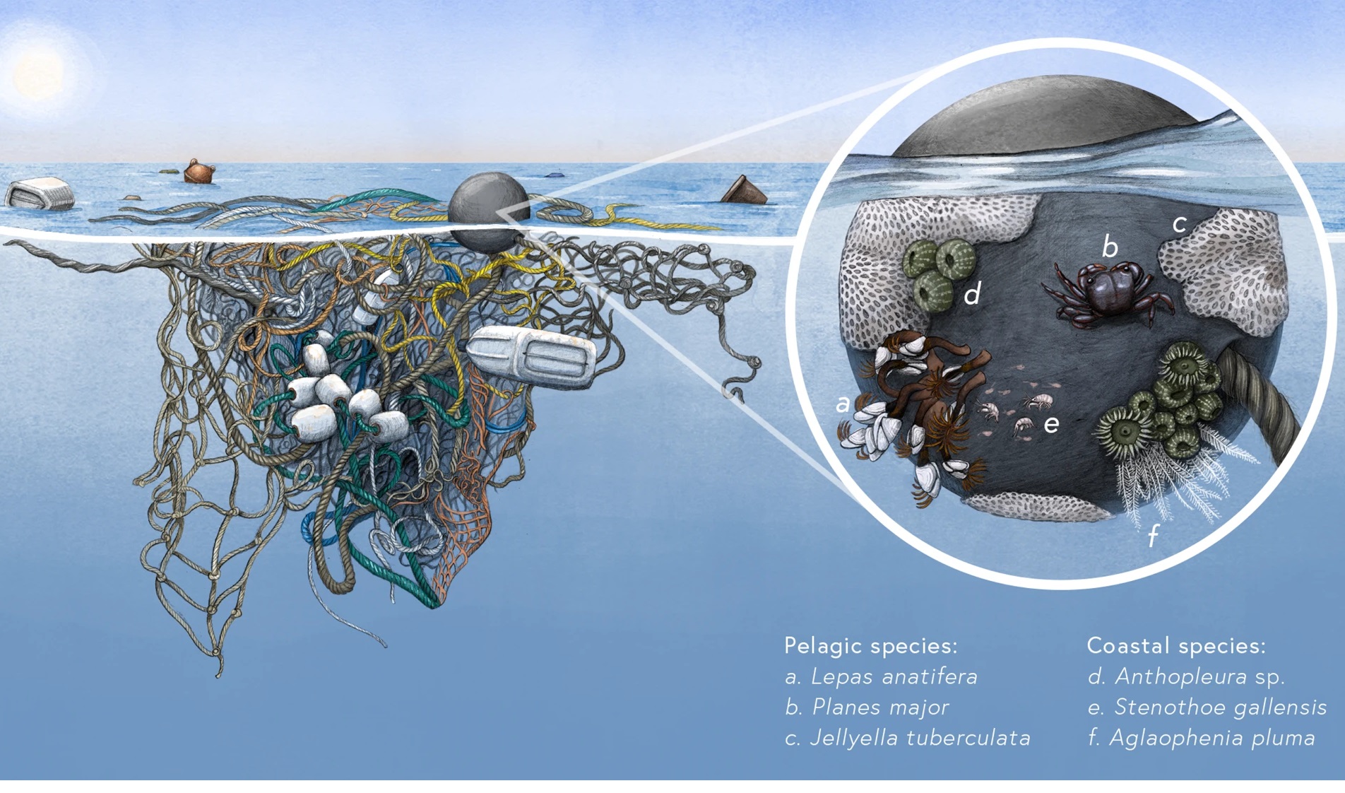 Descubren que la vida surge en las 'islas de plástico' en mar abierto